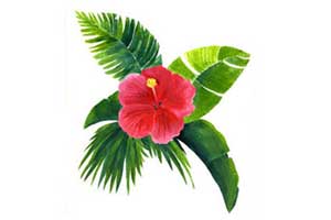 hibiscus
